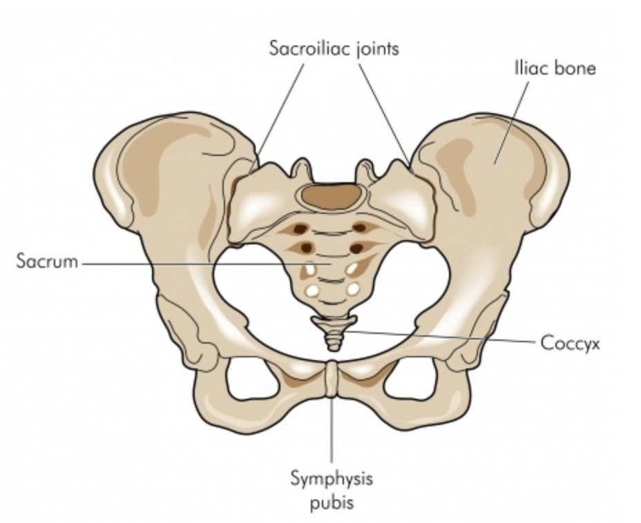 pelvis_small_pic-adelaide-osteopath-resilient-health-chiropractor-massage-osteopathy.png